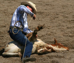 cowboy tying up a calf