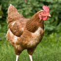 image of chicken