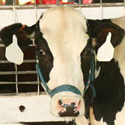 image of cow