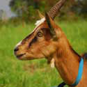 image of goat