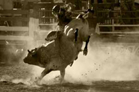 image of cowboy on a bull