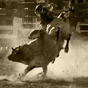 image of cowboy riding a bull