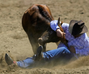 cowboy wrestling a steer to the ground