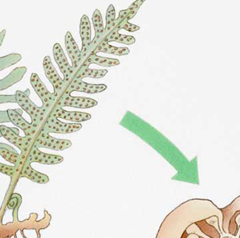 image of a fern life cycle
