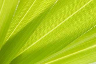 close up of leaf image