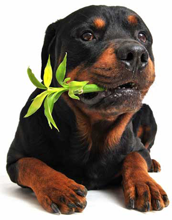 image of dog chewing a plant