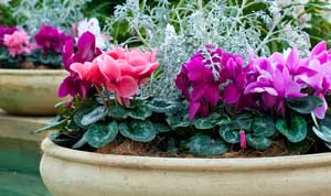 potted plant image